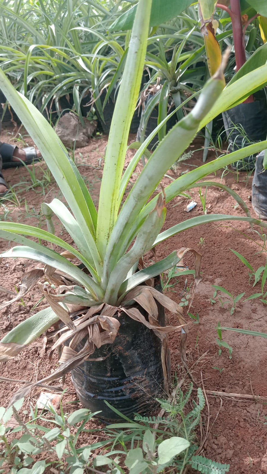 PINEAPPLE
